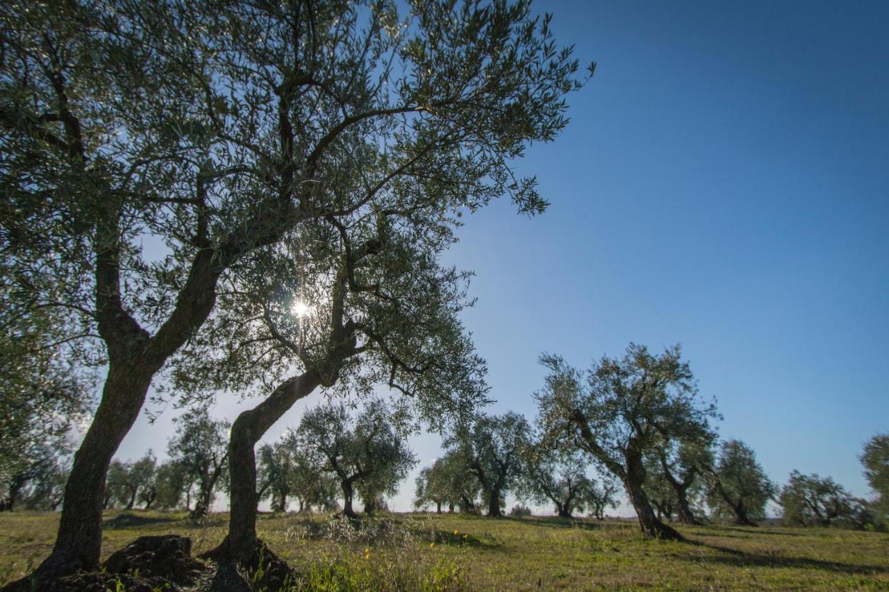 Apartmán La Ferula Magica - Alloggio Tipico Minervino Murge Exteriér fotografie